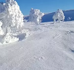 Buzlu ağaçlar ve çamlar
