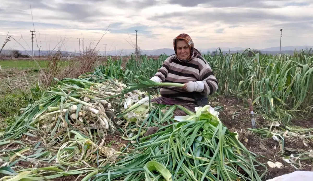 Bafra’da Rekolt Patlaması: Pırasa Fiyatları 10 TL’ye Düştü