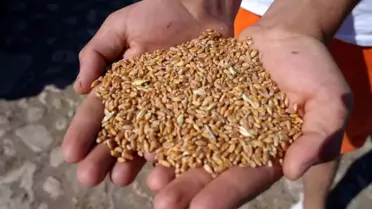 Yem çuvalı dağıtım anı