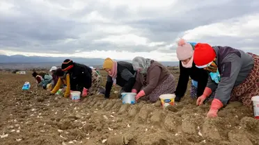 Taşköprü'ün Coğrafi İşaretli Sarımsağı İçin Dikim Sezonu Coşkuyla Başladı