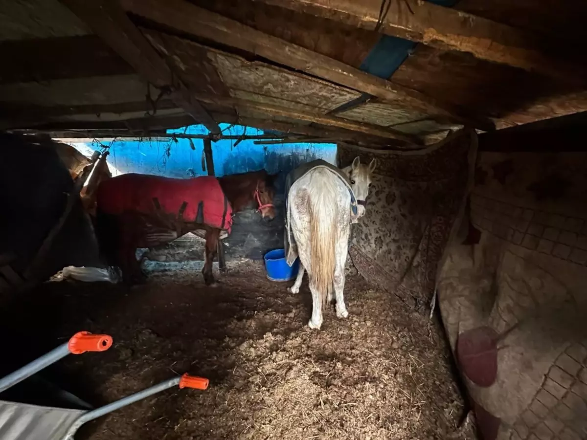 Sakarya’da At Kemiği Çöpü Olayı: 3 Şüpheli Tutuklandı, 5 At Kurtarıldı