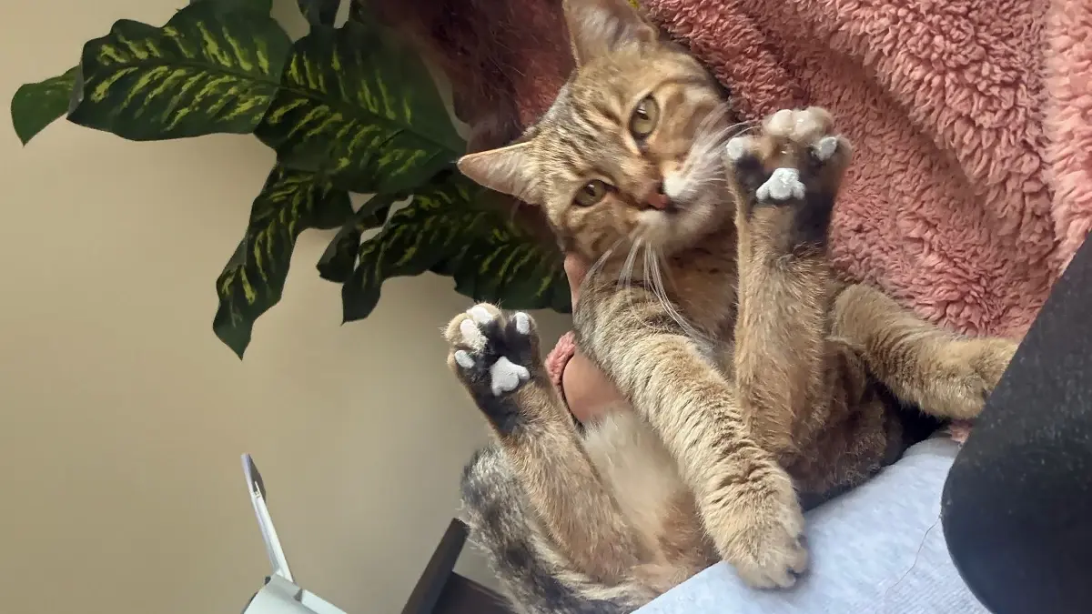 Adana’da Kamyonetle Kediye Çarpan Sürücü Gözaltına Alındı, Sonrasında Serbest Bırakıldı