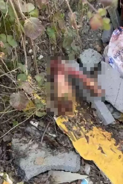 Çalı alanında bulunan hayvan kemiği