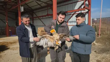 Kızıl şahin tedavi sürecinde