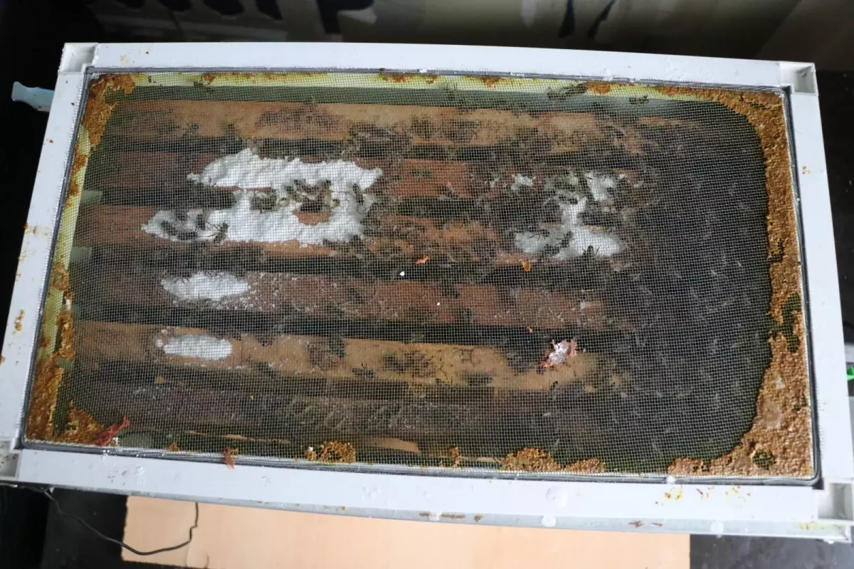 Kayseri'de 15 Katlı Apartmanda Yenilikçi Evde Arıcılık Sistemi