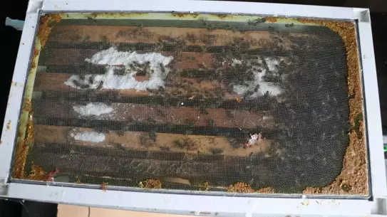 Apartman oturma odasındaki akıllı arı kovanları