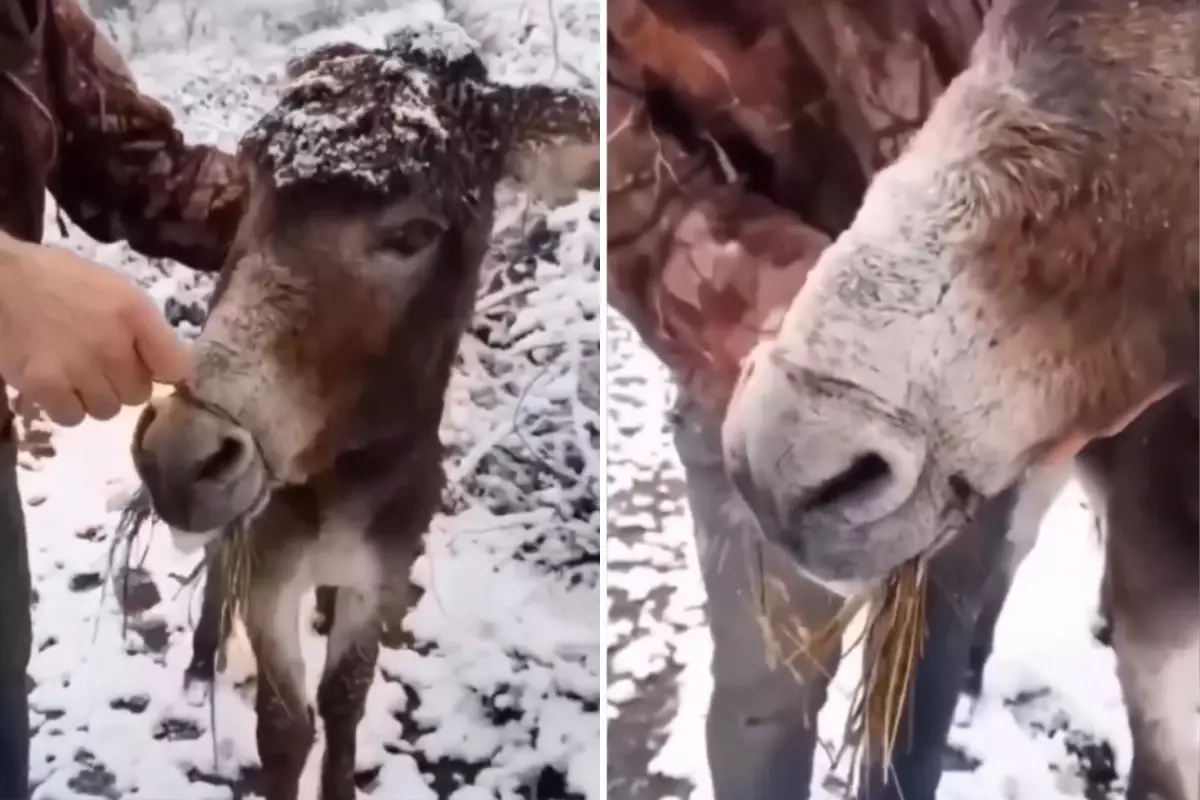 Kışta tel ile bağlanan eşek