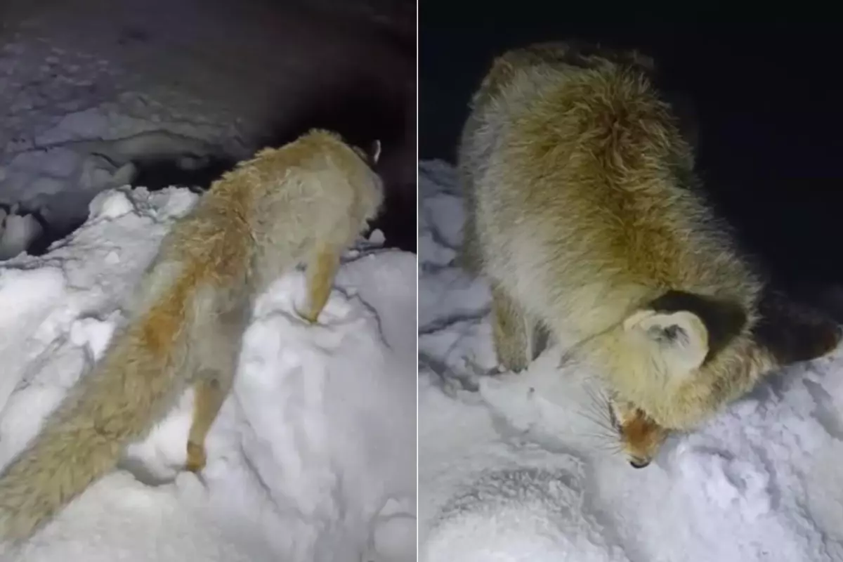 Hakkari'de donmuş tilki