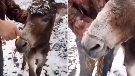 Kış Ortasında Eşeğe Yapılan Şiddet Görüntüsü Kamuoyunu Şok Etti