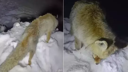 Hakkari'de Dondurucu Soğuğun Şaşırtıcı Görüntüsü: Tilki Buz Üzerinde Donmuş Durumda