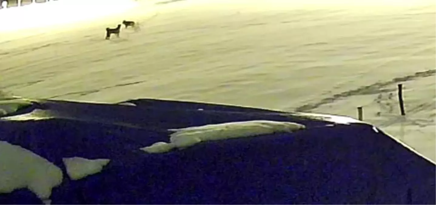 Sivas’ta Aç Kalan Kurt Sürüsü Çiftlik Köpeğine Saldırdı