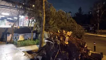 Ataşehir’de Şiddetli Fırtına Bir Ağacı Devrerek Araç ve Restorana Zarar Verdi