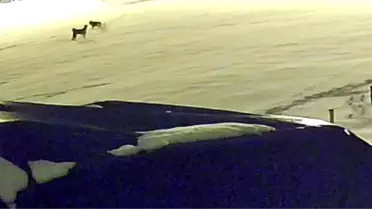 Kurtların köpeği parçalama anı