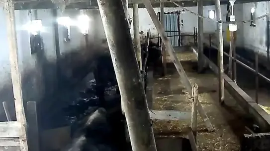 Tokat'ın Sulusaray İlçesinde Şiddetli Kar Ağırlığı Ahır Çatısını Yıktı