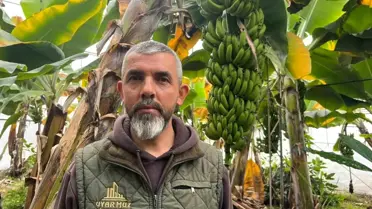 Alanya’da Muz Üretimi Yeni Rekorlar Kırıyor