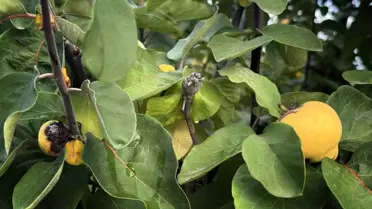 Aydın'da Don Krizisi Geçen 1,322 Üreticiye 54,5 Milyon TL Yardım