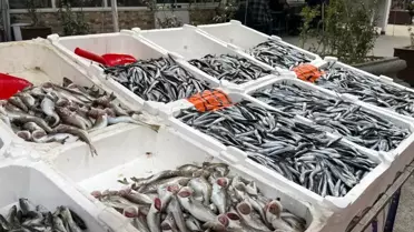 Zonguldak’ta Balık Fiyatları Yükseliyor, Palamut Krizi Derinleşiyor