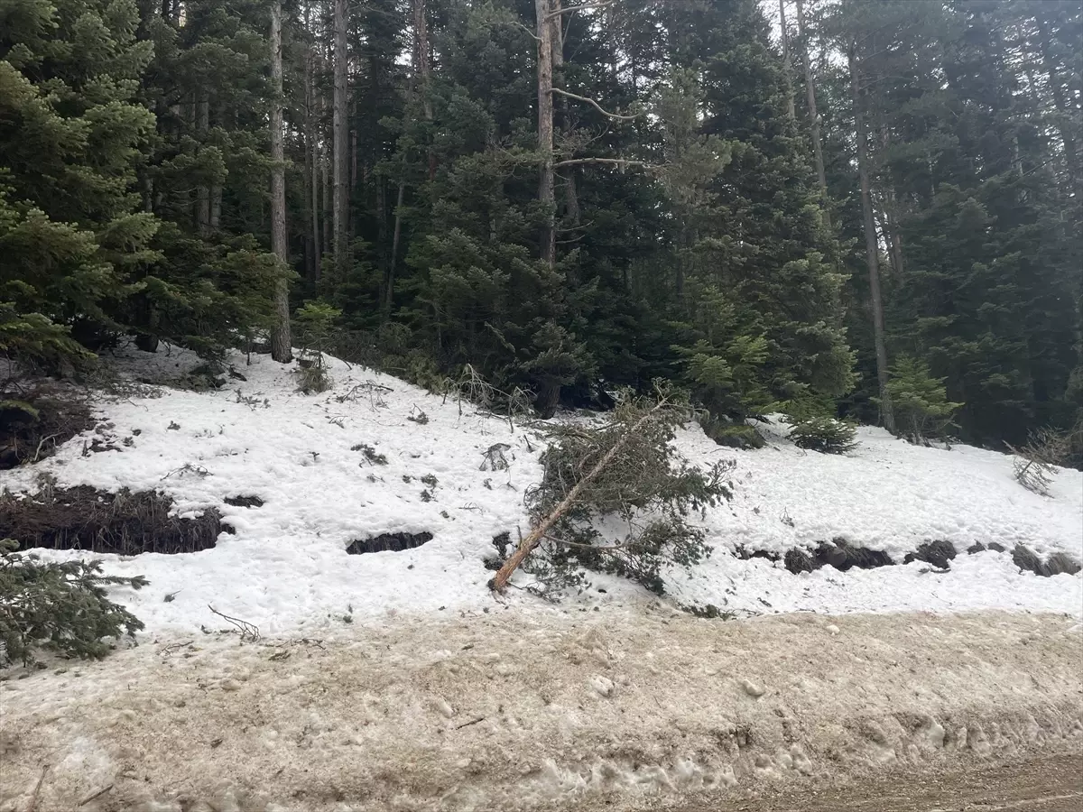 Bolu’da Şiddetli Rüzgar ve Erime Nedeniyle Çam Ağaçları Devrildi