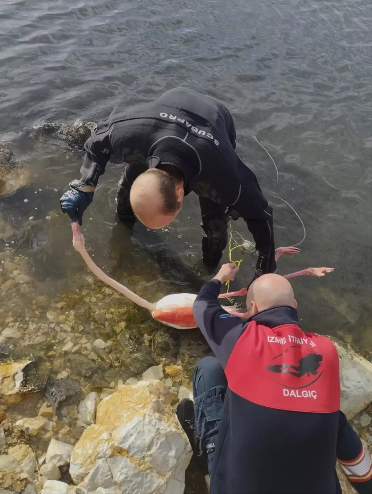 İzmir’de İp Dolaşan Flamingo Kurtarıldı: Doğal Yaşamına Geri Bırakıldı