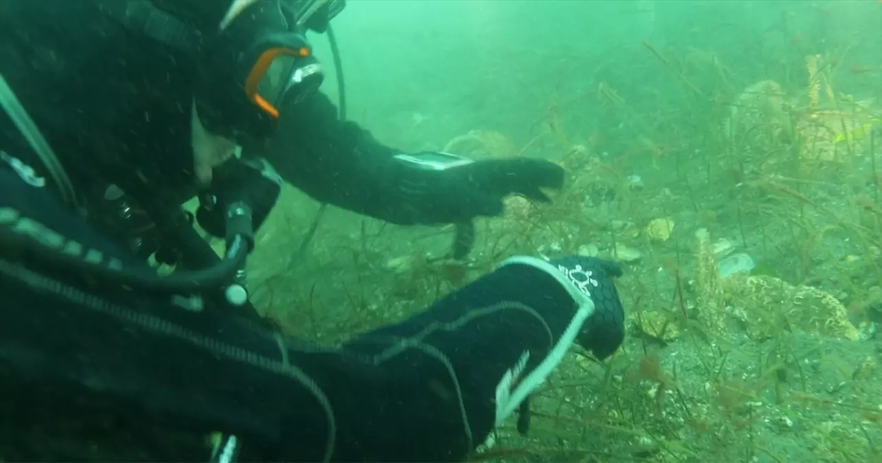 İzmit Körfezi'nde Deniz Çayırları ve Pinalar Yeniden Ortaya Çıktı