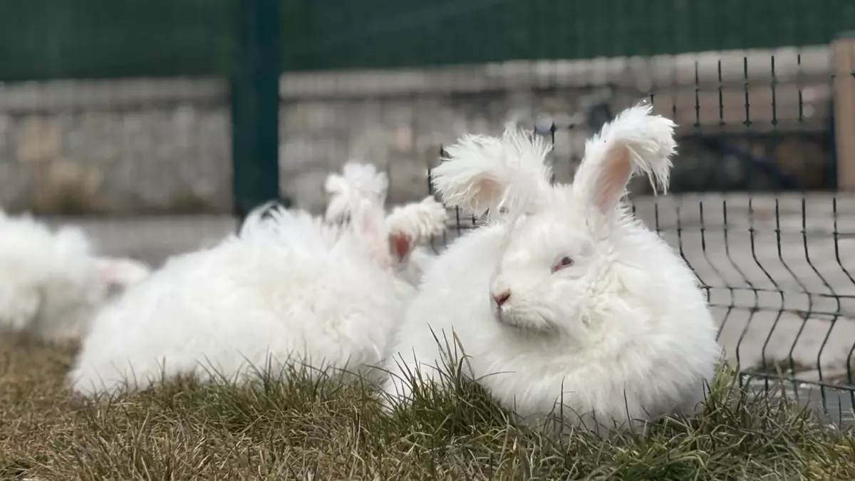 İstanbul’da Angora Tavşanı Popülasyonu 130’a Ulaştı: Koruma Projesi Büyük Başarı Sağladı