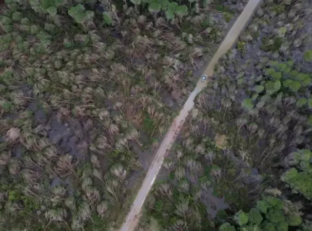 Drone ile çekilen ormanlık alandaki devrilen çam ağaçları