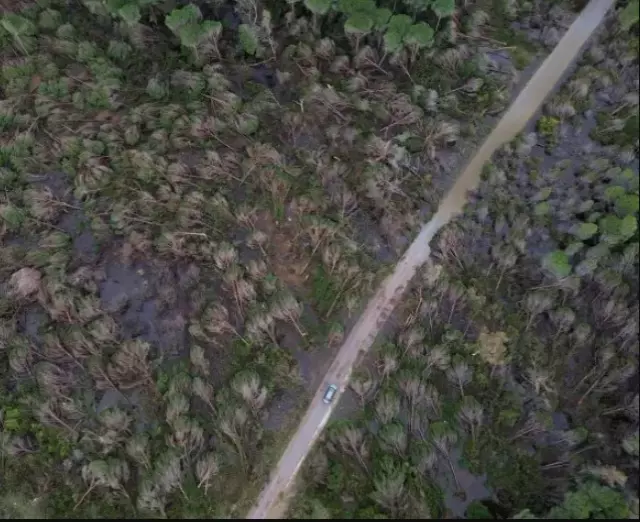 Dronun havadan çektiği geniş orman manzarası