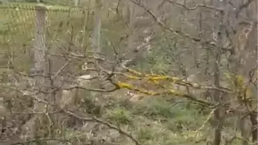 Zonguldak’ta Kangal Köpeği Av Tüfeğiyle Öldürüldü: Şüpheli Gözaltına Alındı