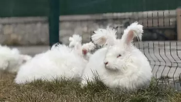 Angora tavşanı popülasyon artışı