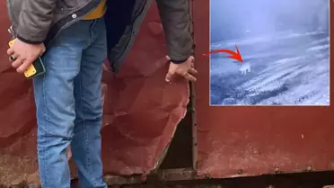 Sis Çöküşü Sonrası Köyde 2,5 Saatte 200 Koyun Öldüren 'Canavar' Kurt