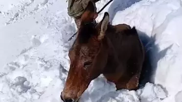 Batman Sason’da Kar Fırtınasında Mahsur Kalan Katırlar Güvenlik Korucularının Destekleriyle Kurtarıldı