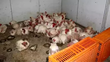 Sakarya Taraklı’da Tavuk Çiftliğine Bio‑güvenlik Denetimi