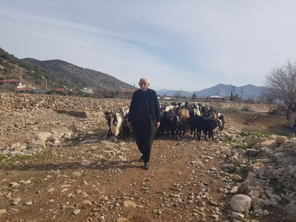 Depremzedeye Yeni Umut: Mehmet Güler'in Hayvancılıkta Yeniden Başlaması