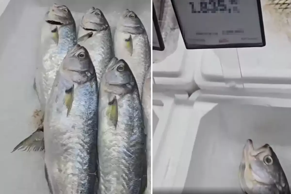 Samsun markette lüfer kampanyası