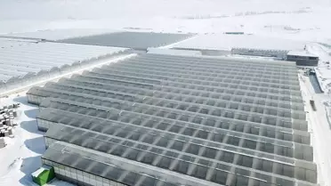 Jeotermal Enerjiyle Diyadin'de Kışın Domates Hasadı ve Avrupa İhracı