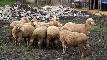 Balıkesir’de Küçük Çiftçilere %100 Hibeli Damızlık Hayvan Desteği