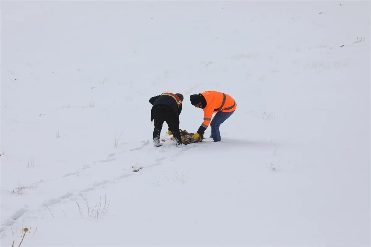 Başkale’de Kışa Hazırlık: Yaban Hayvanları İçin Yem Dağıtım Projesi Başladı