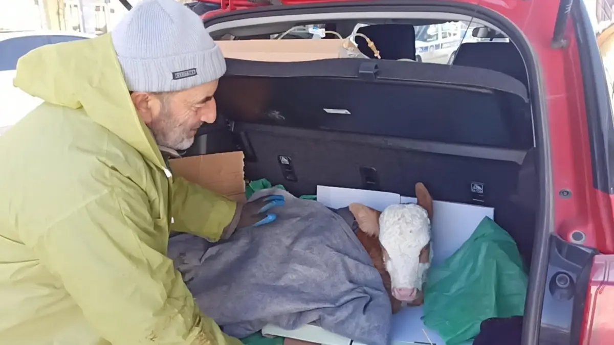 Posof'ta buzağı bagajda tedavi görürken