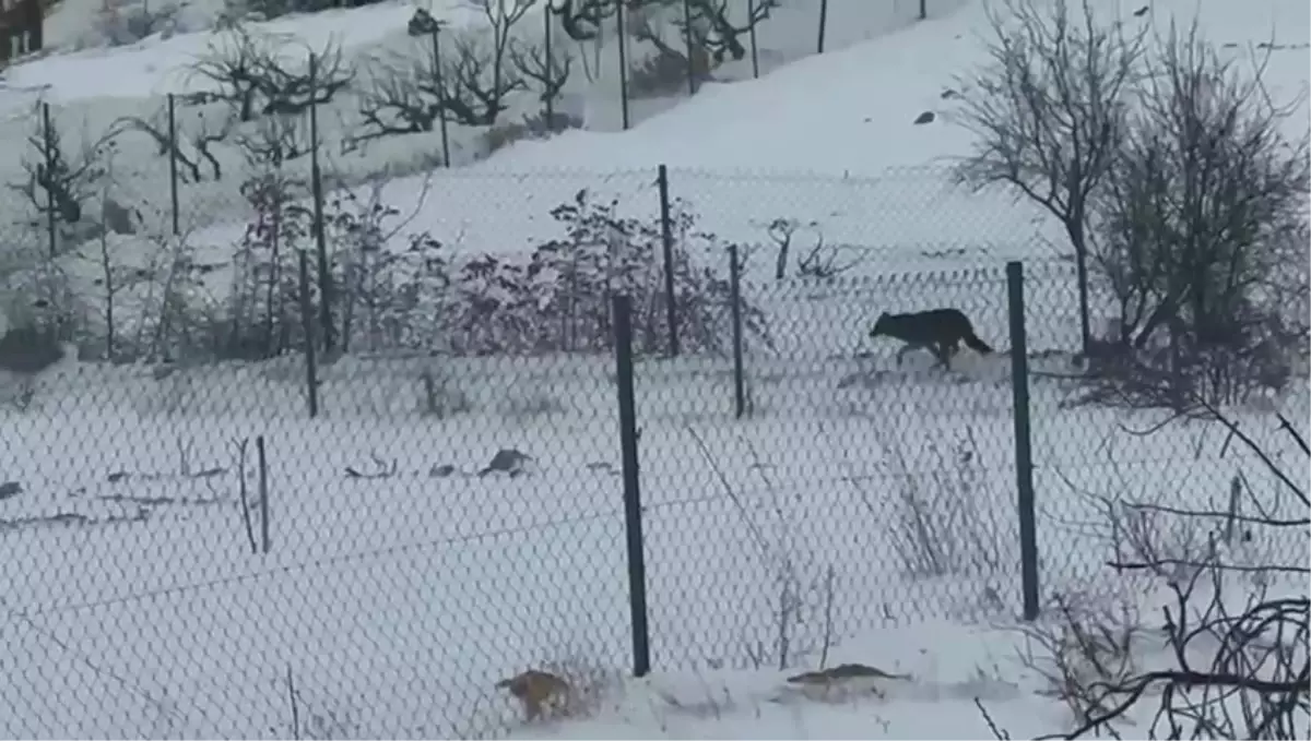 Şiddetli Soğukta Açlık Çeken Kurtlar Gercüş'te Bahçelere Yaklaştı