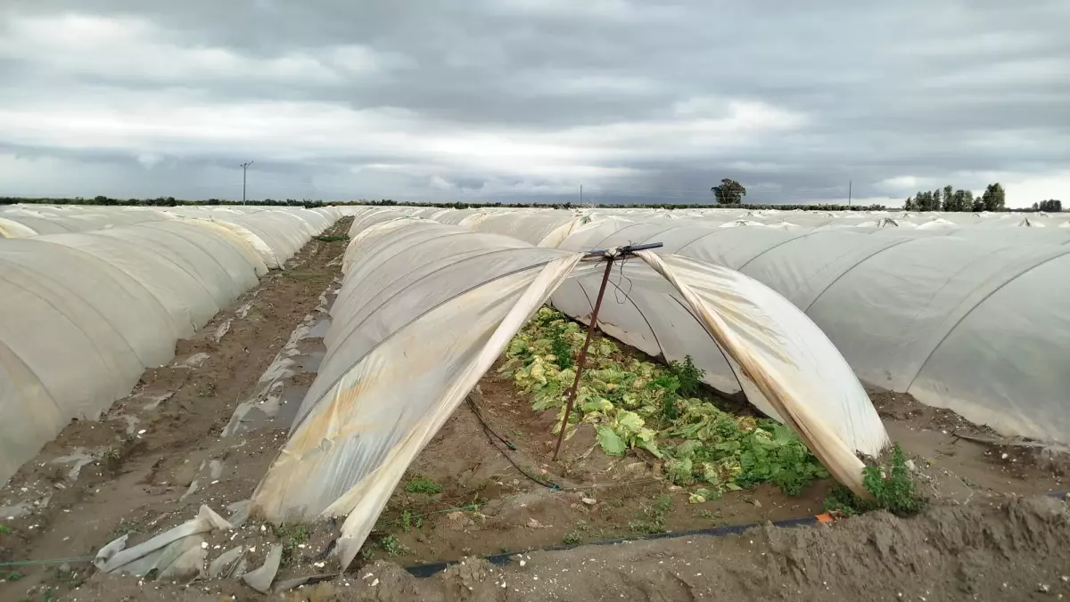 Tarsus’ta selden korunan tarlalar