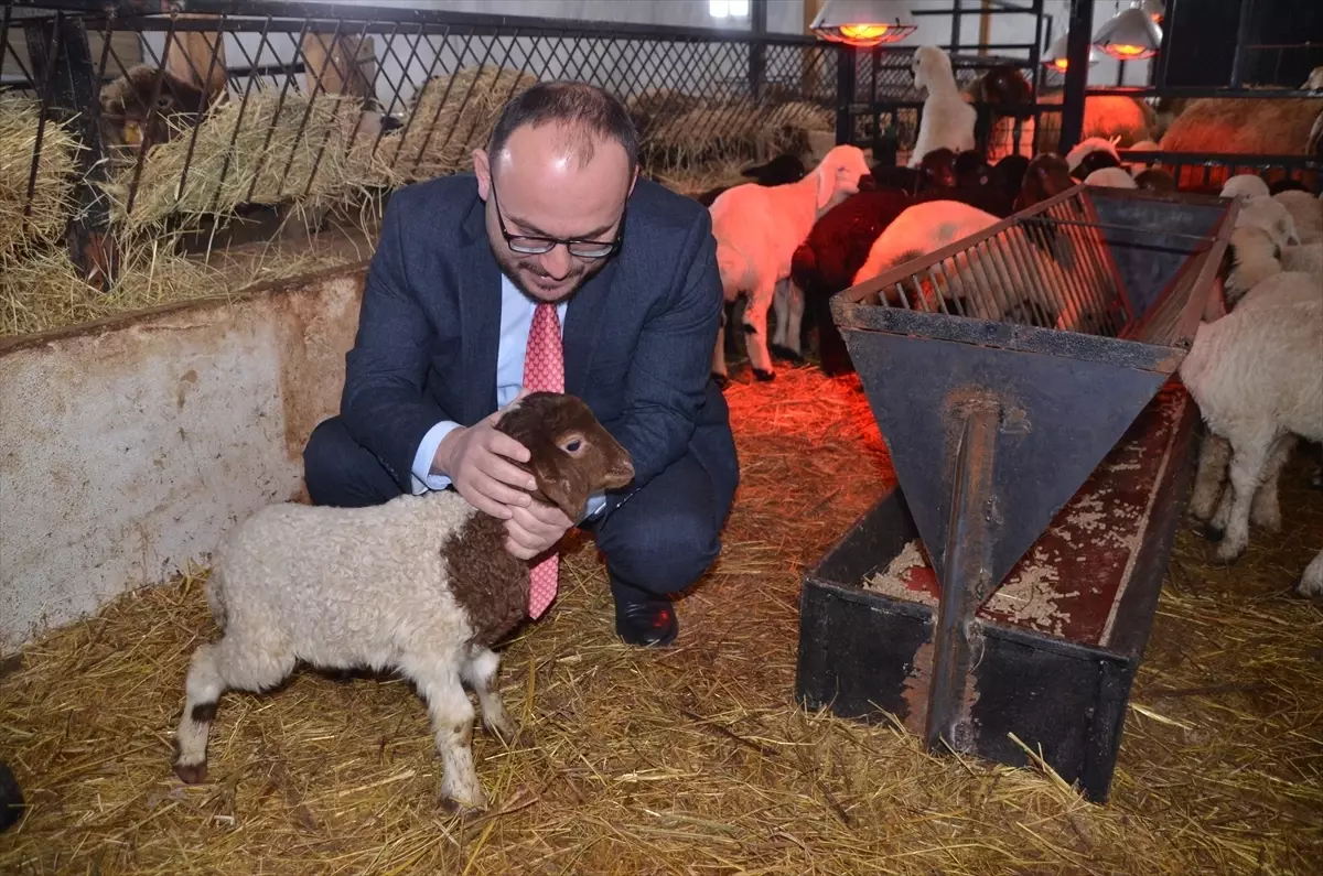 Muş'ta İlk Sütçü Koyun Kuzuları Dünyaya Geldi: 41 Yavru Doğdu