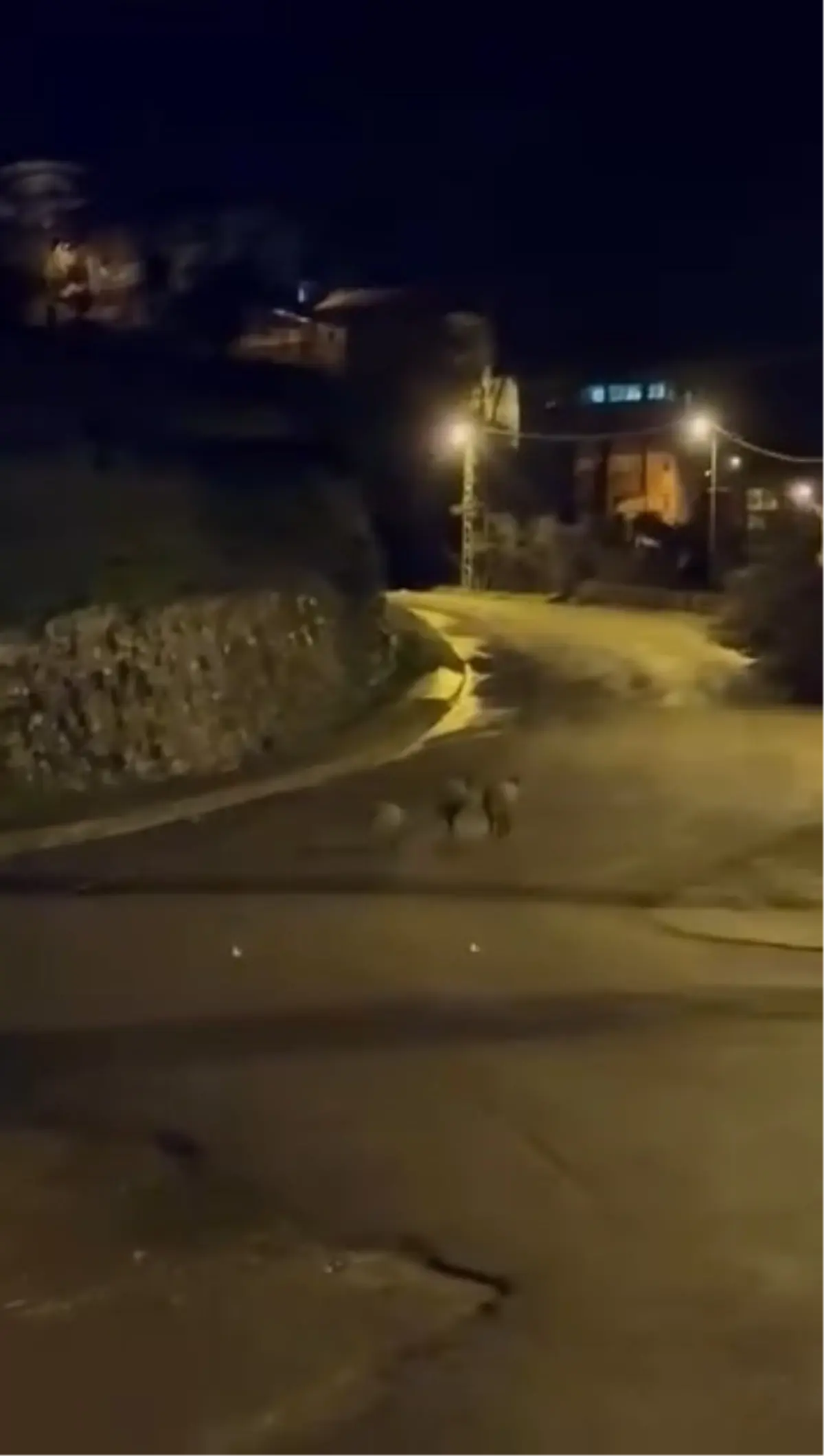 Ereğli’de Aç Kalan Yaban Domuzları Şehir Sokaklarına Daldı