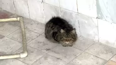 Avcılar’da Havalandırma Boşluğunda Kalan Kediler İtfaiye Ekipleri Tarafından Kurtarıldı