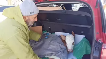 Posof'ta Buzağının Hayatı: Bagajda Yapılan Serum Tedavisi Şaşırtıcı Sonuçlar Verdi