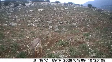 Hatay’da Dağ Ceylanı ve Çizgili Sırtlan İçin Yeni Koruma Projesi Başlatıldı