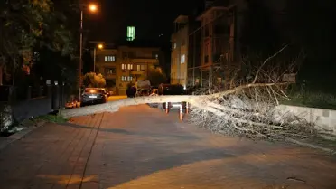 Pamukkale ve Merkezefendi'de Şiddetli Rüzgar Ağaçları Yere Serdi