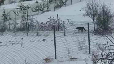 Kurtların bahçeye yaklaşırken çekilmiş fotoğrafı