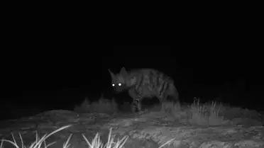 Hatay’da Nesli Tükenme Tehlikesi Altındaki Çizgili Sırtlan ve Dağ Ceylanı Görüldü