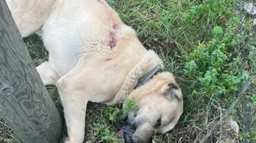 Zonguldak’ta Kangal Köpeği Olayı: Şüpheli Tekrar Gözaltına Alındı