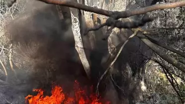 Mudanya’da Çalı Yangını Hızlı Müdahale ile Söndürüldü